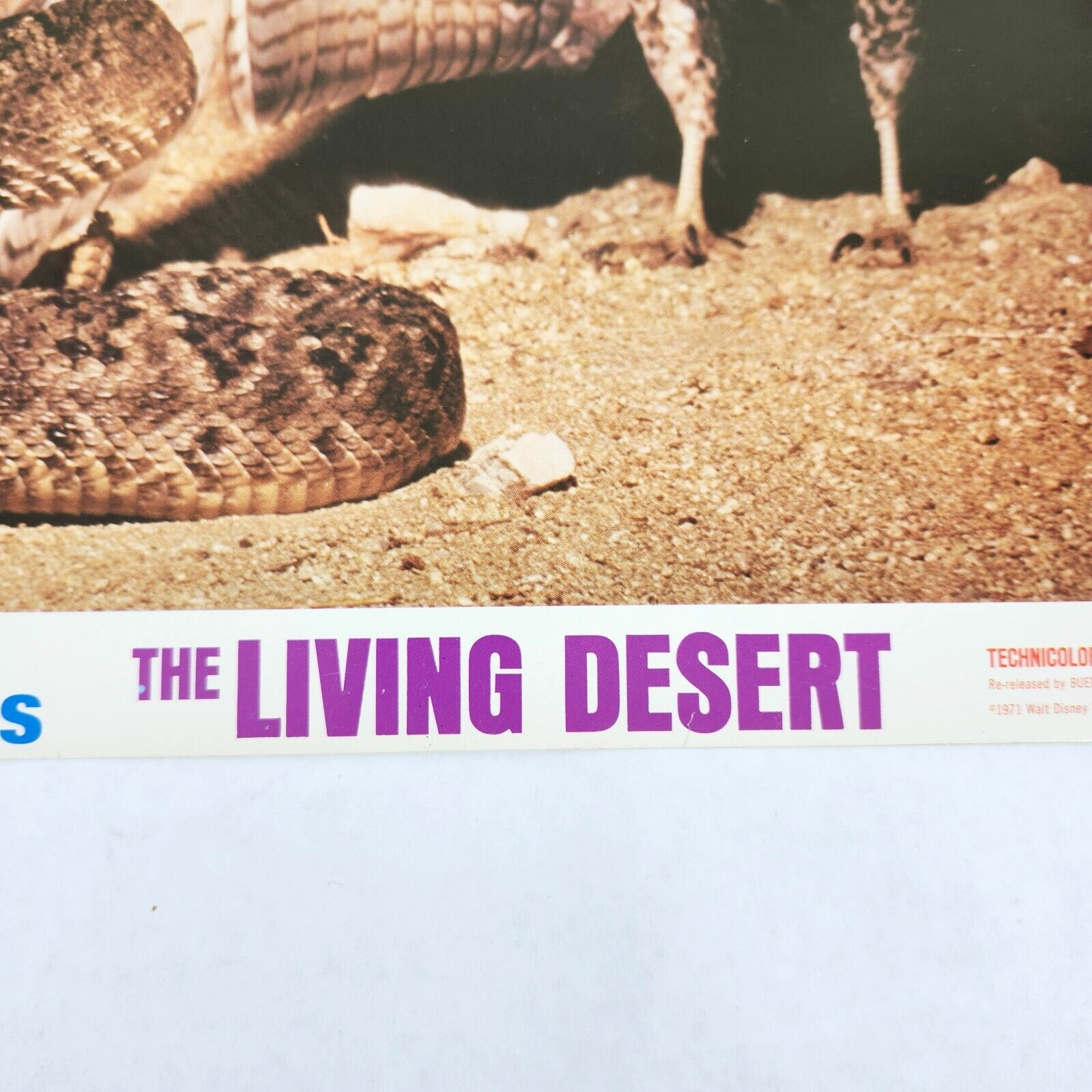 The Living Desert Walt Disney 1971 Lobby Card Movie Poster Winston Hibler 1953