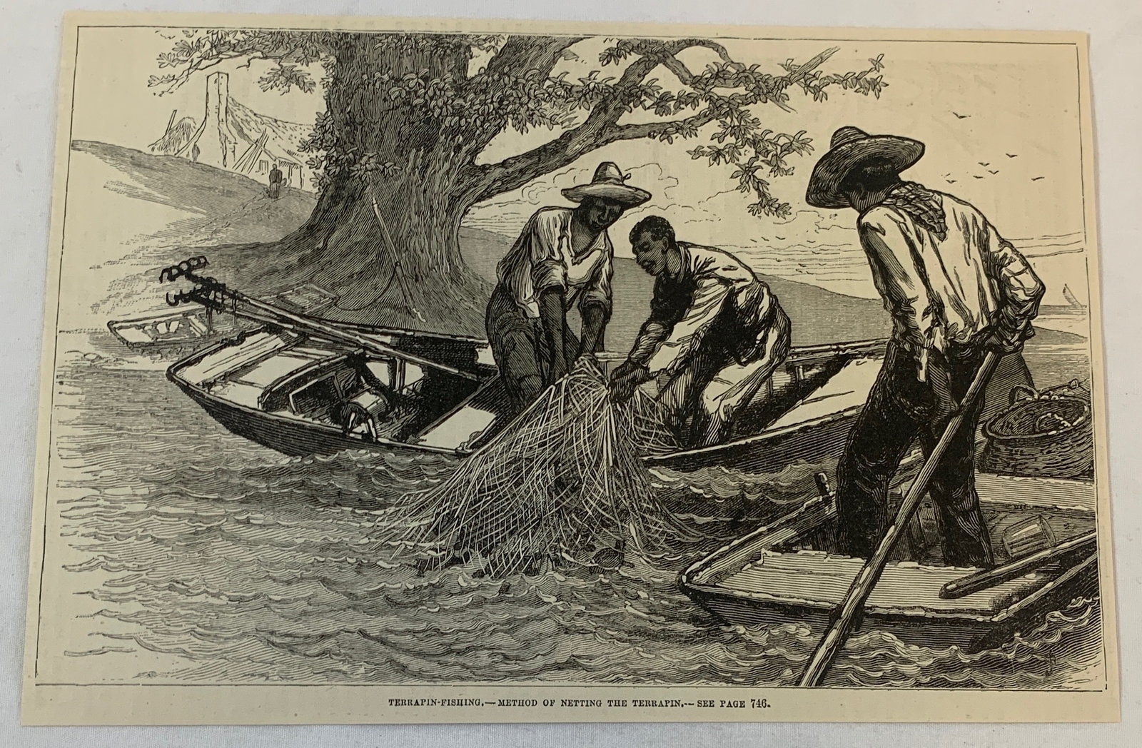 1880 magazine engraving ~ NETTING THE TERRAPIN