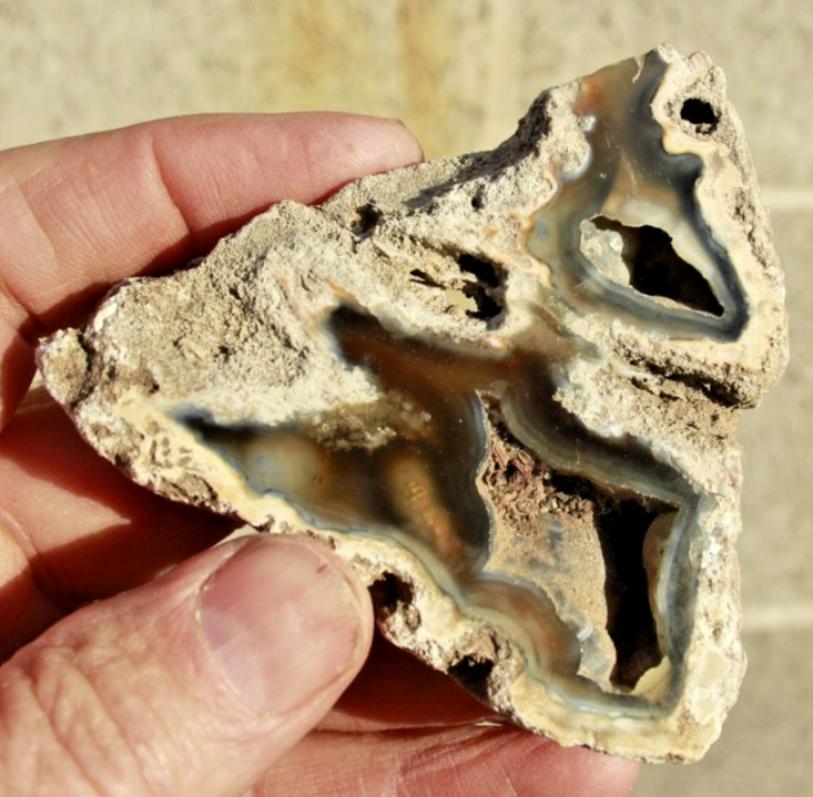 Polished Tampa Bay Fossil Coral Half • 3.0" Wide/4.3 oz.