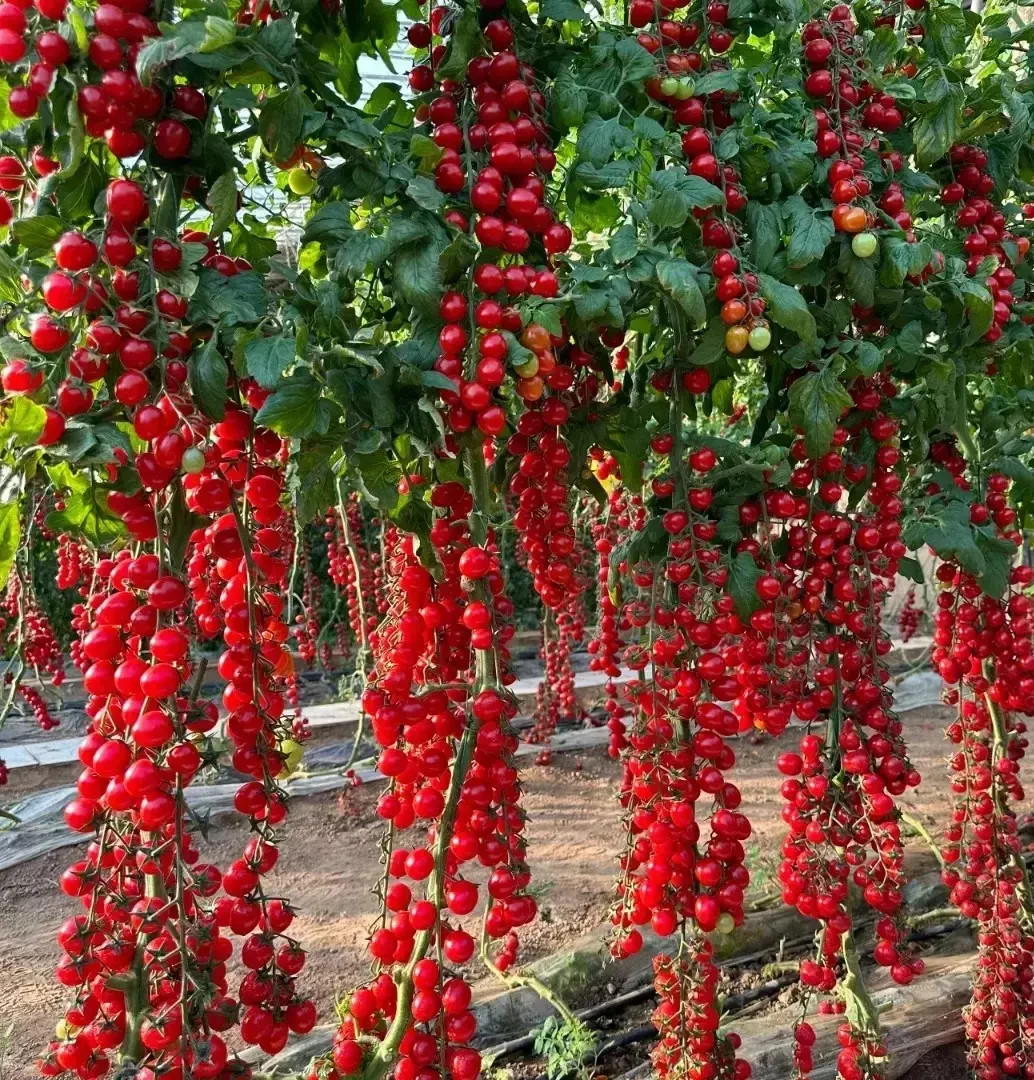 🍅 150+ WATERFALL CHERRY TOMATO SEEDS | ULTRA SWEET • RARE • NON-GMO | FREE SHIP