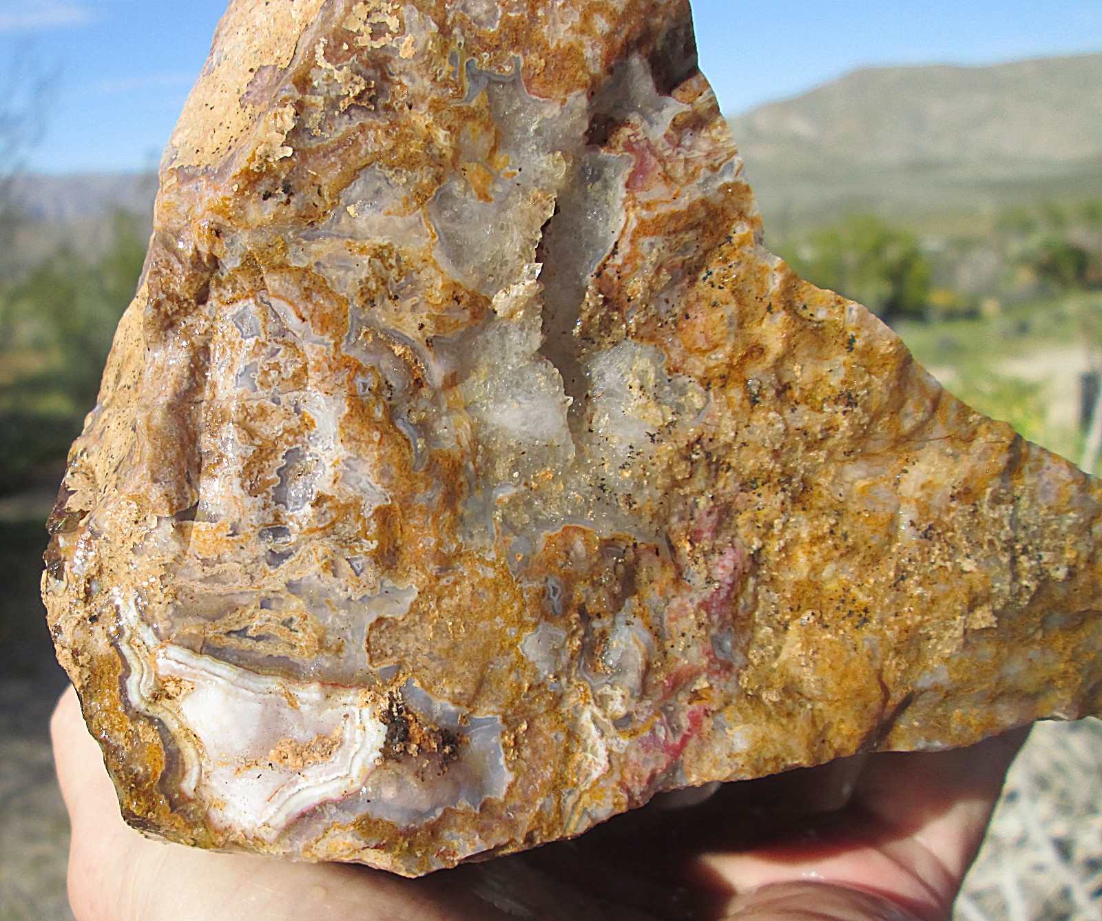 AGUA NUEVA MOSS AGATE ROUGH ~ 5lbs 12.3ozs
