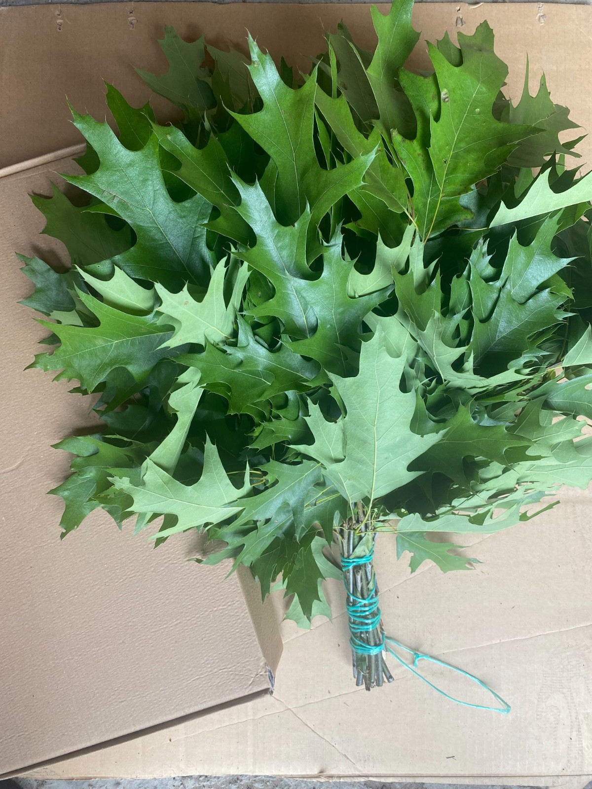 12 Oak brooms sauna banya venik Eiche whisks eco 2025 Ukrainian