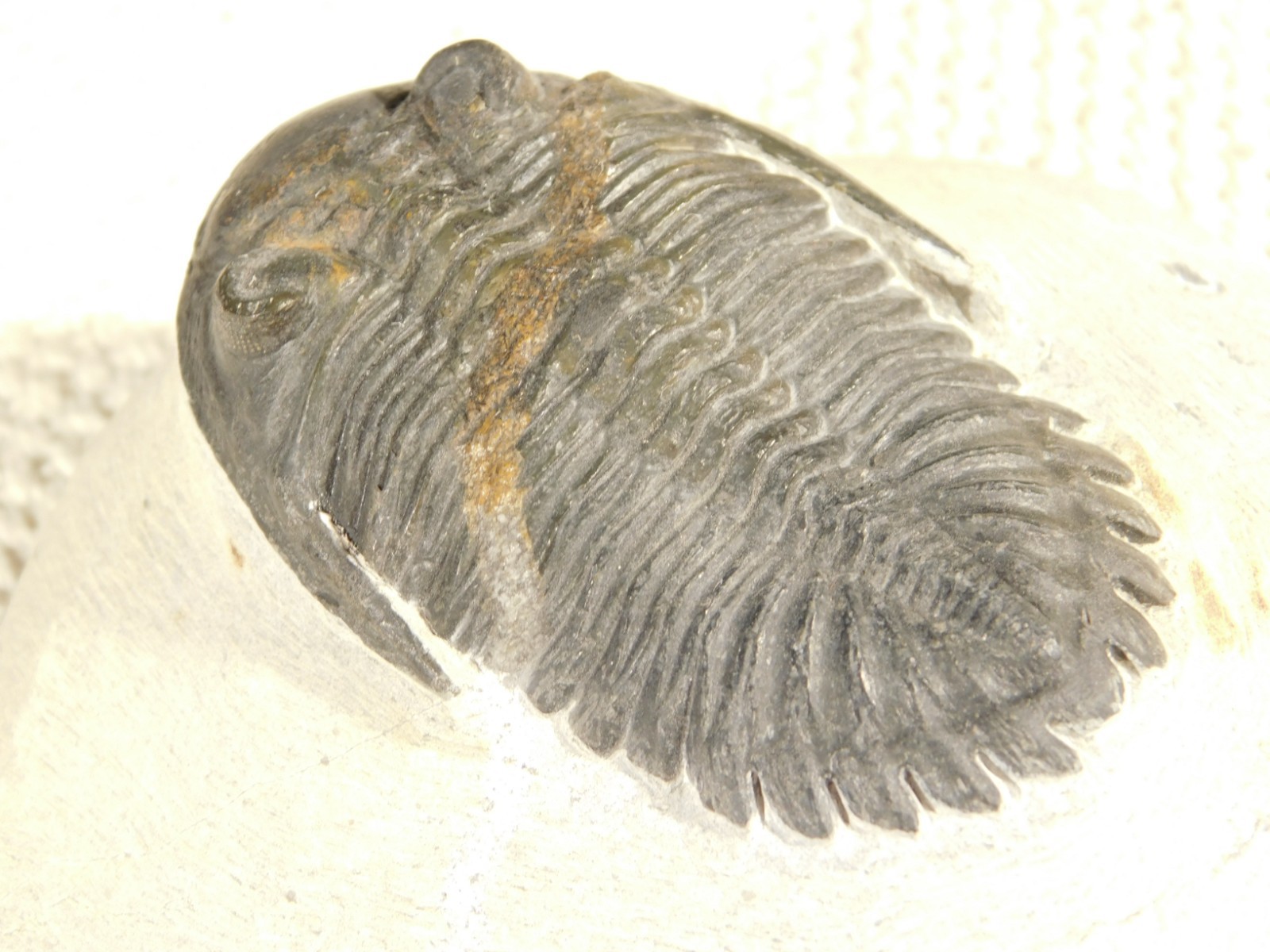 LARGER! Hollardops TRILOBITE Fossil Nice and 100% Natural Morocco 289gr
