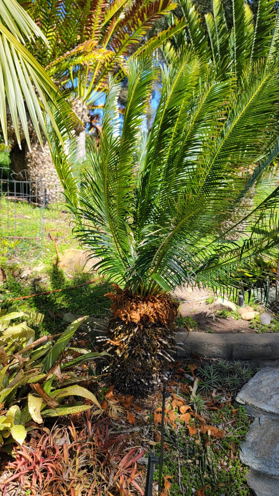 Cycas Panzhihuaensis Seedling