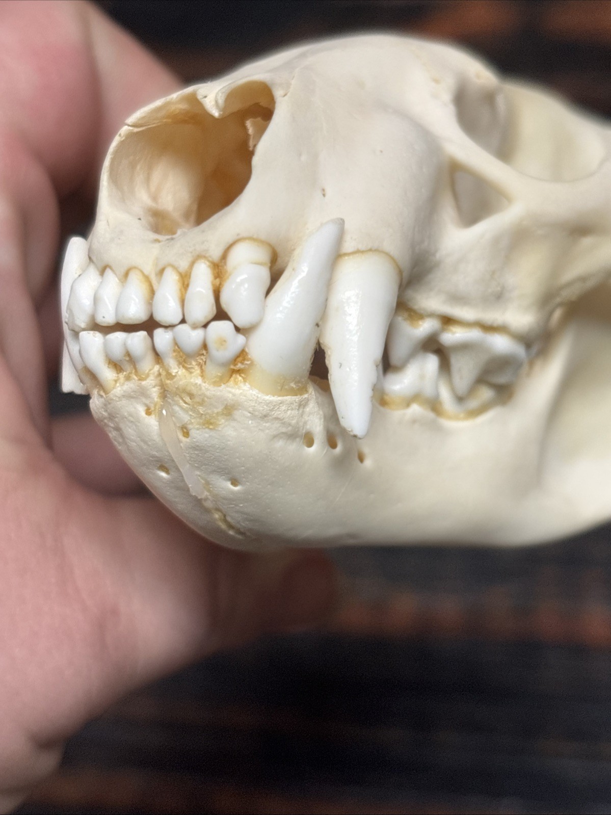 Real XL Badger Skull Unique Gift Halloween Craft Animal Mount Art Model Head Odd