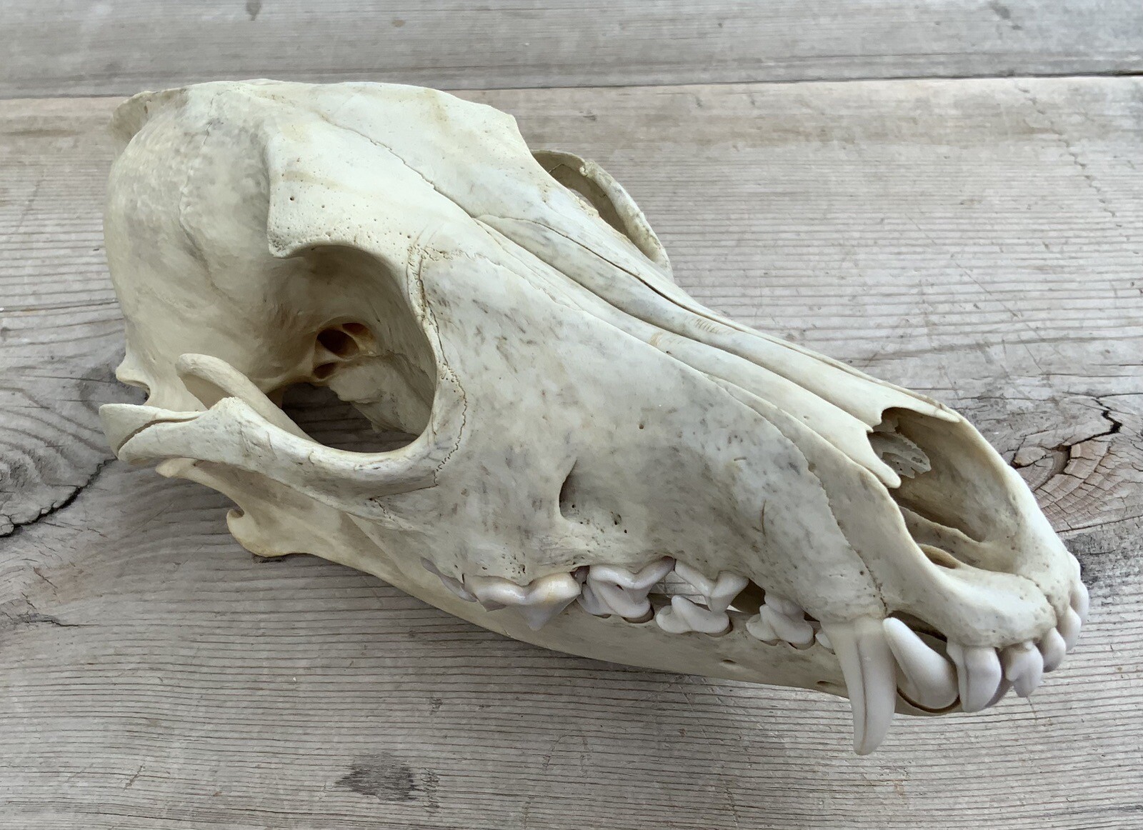 Coyote Skull Nature Cleaned Real Authentic Montana Coyote Skull