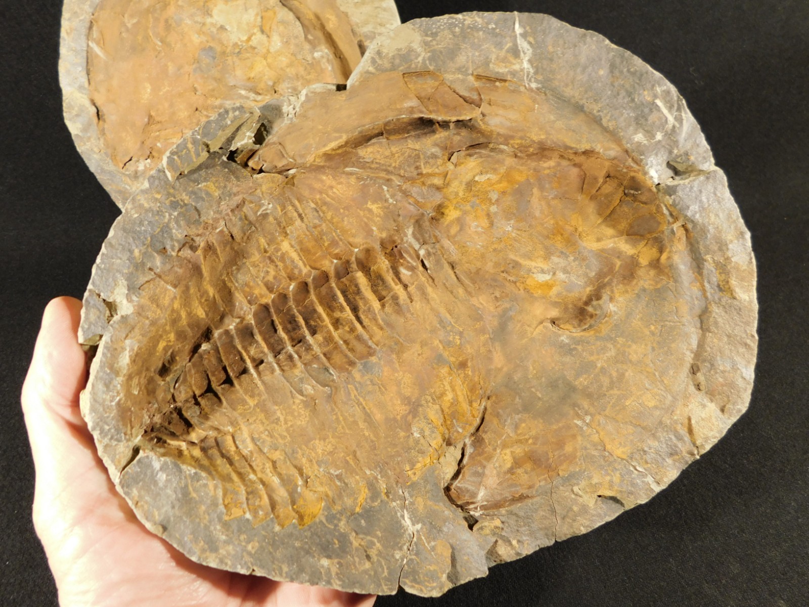 HUGE! 530 Million Year OLD! Andalusiana Trilobite Fossil Anif Morocco 3933gr