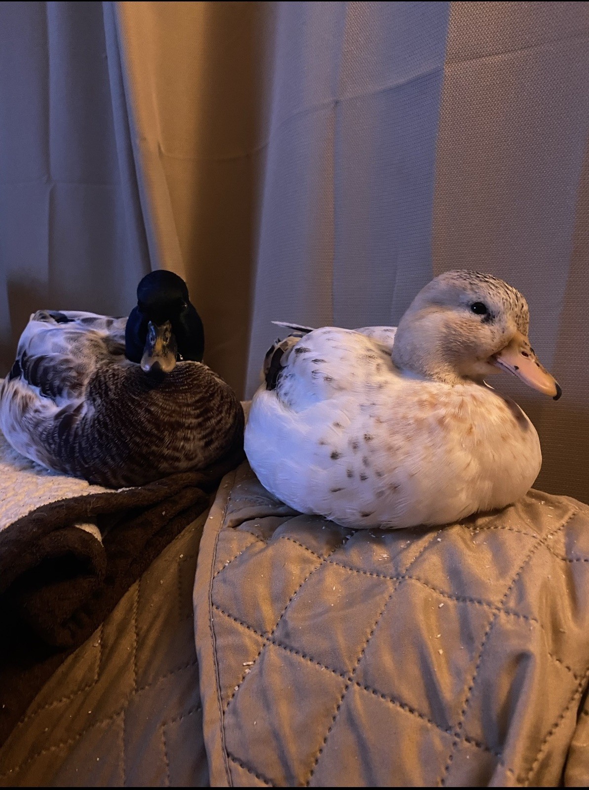 Snowy Call Duck Hatching Eggs- Qty 6 Pet Quality Fertile Call Duck Eggs