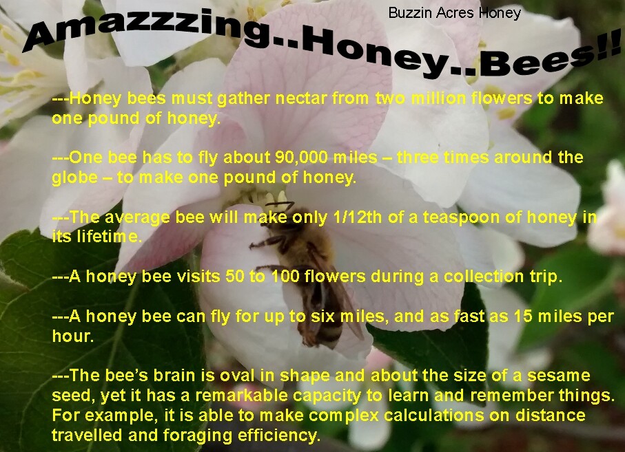 1 Gallon easy pour jug RAW Pennsylvania WILDFLOWER HONEY 100% PURE & NATURAL