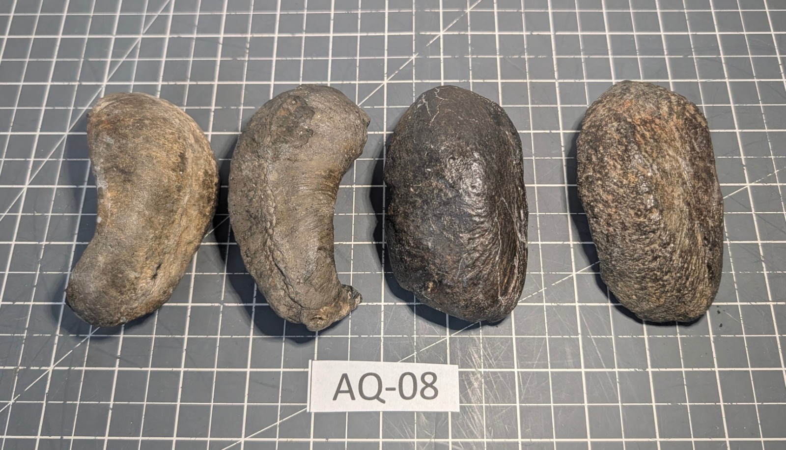** (RARE) (4) Fossilized Whale Ear Bones (~860g) AQ-08