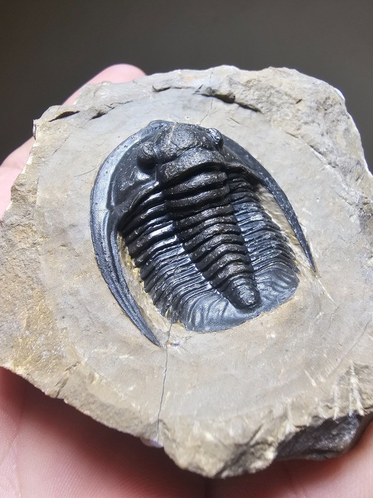 Fossil trilobite Top Quality Diademaproetus Devonian morocco 40mm