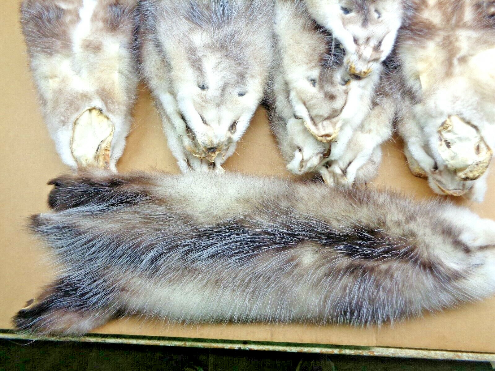 Professionally Tanned #1 XL Opossum Hide/Furs/Taxidermy/Crafts/Real USA Furs