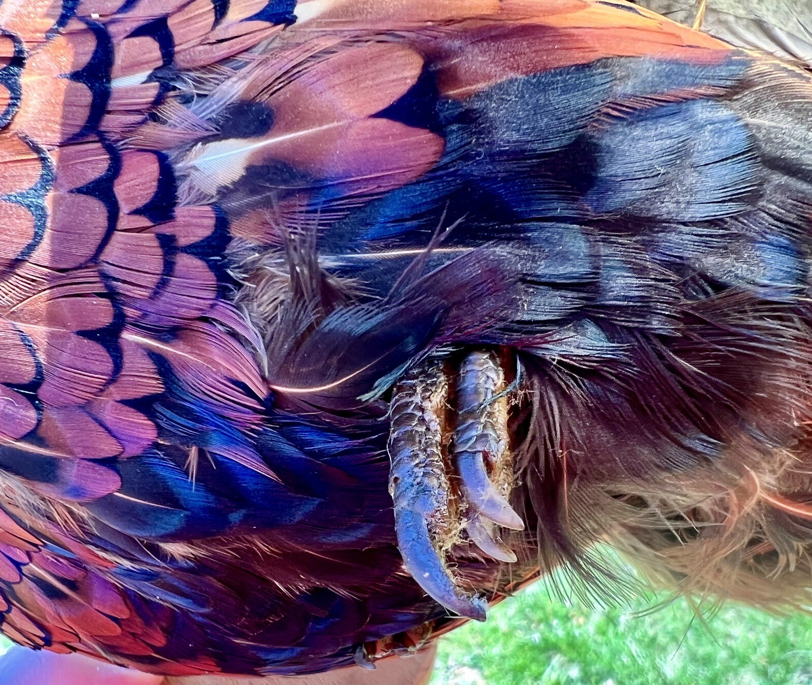 Vintage PAIR Real Ringneck Flying Pheasants Wall Mounts Taxidermy LOCAL PICKUP