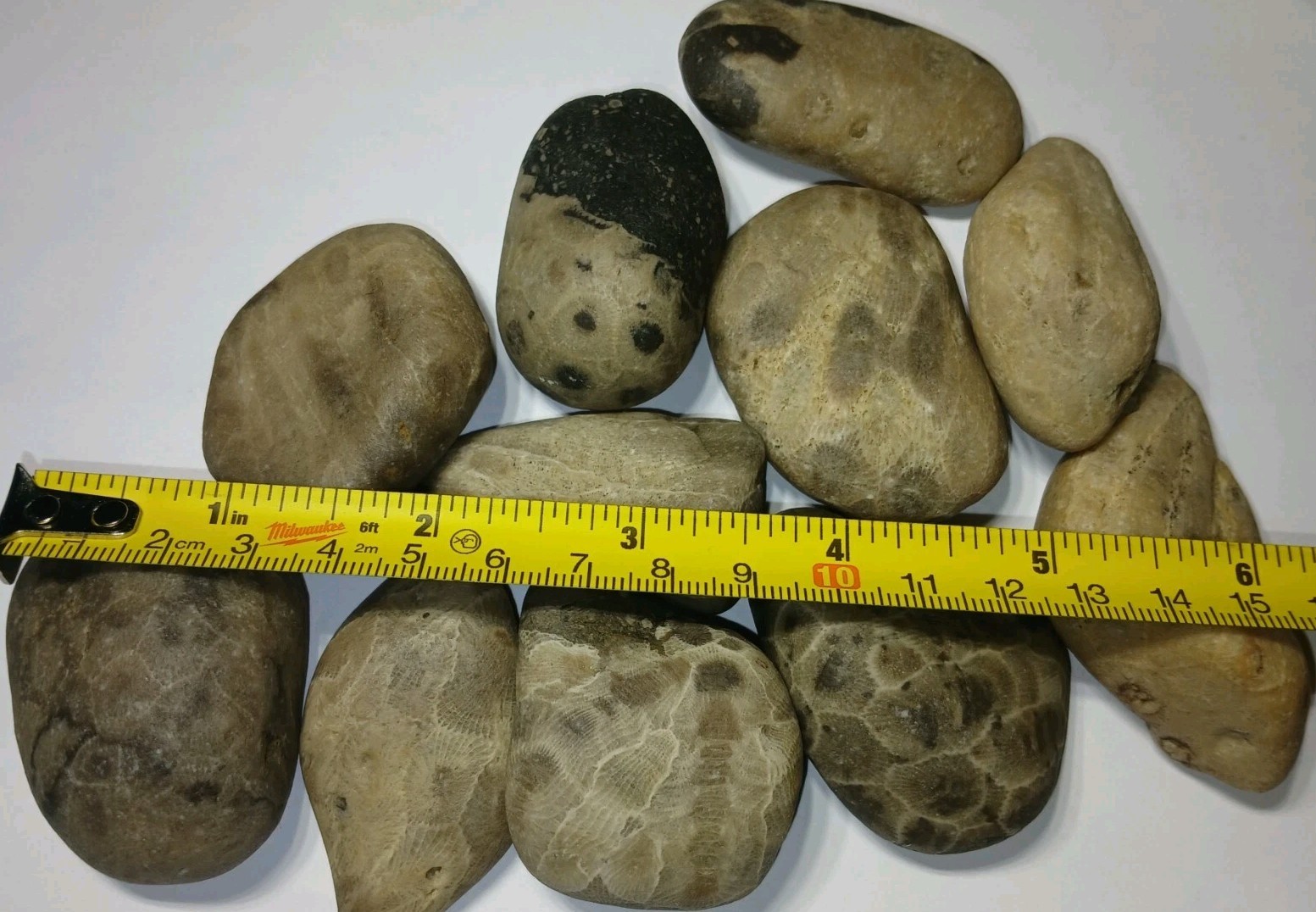 Michigan Petoskey Stone Lot 1 Pound Unpolished Natural Great Lakes Fossil Coral