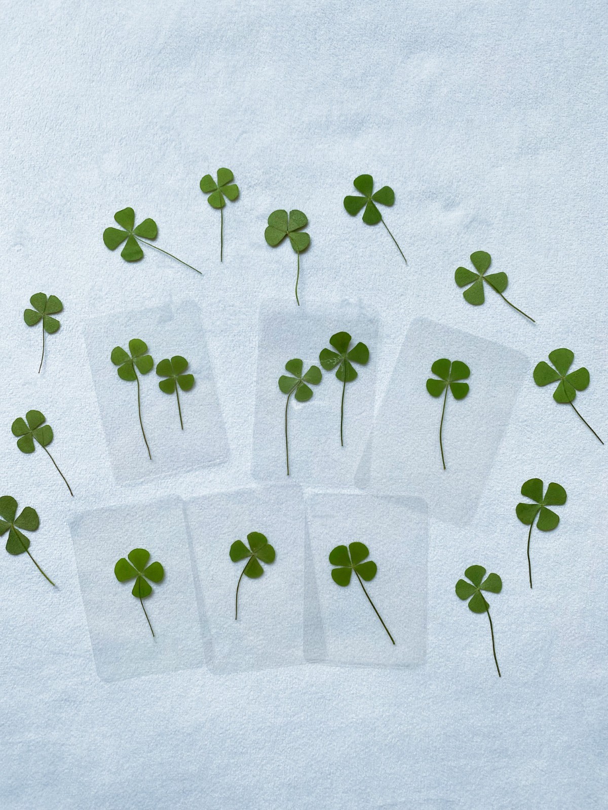 🍀Real Four Leaf Clover- Laminated Pressed Lucky Clover Good Luck Charm