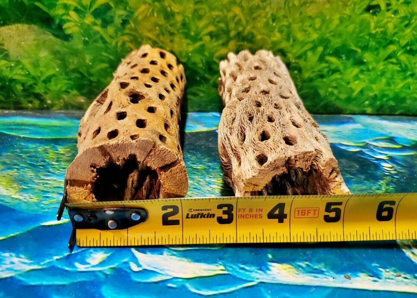 2 pcs of 6" inch TEDDY BEAR CHOLLA Wood Cactus | Aquarium, Terrarium Cave Tunnel