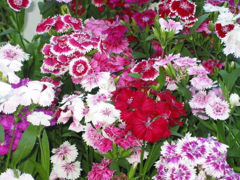 288 DIANTHUS TELSTAR MIX Live Plants Plugs Garden Planters AV