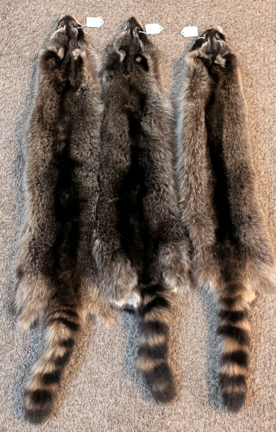 Newly Tanned Wild Large Racoon pelts~Country Fur Cabin Craft Fur~NICE! Soft!!