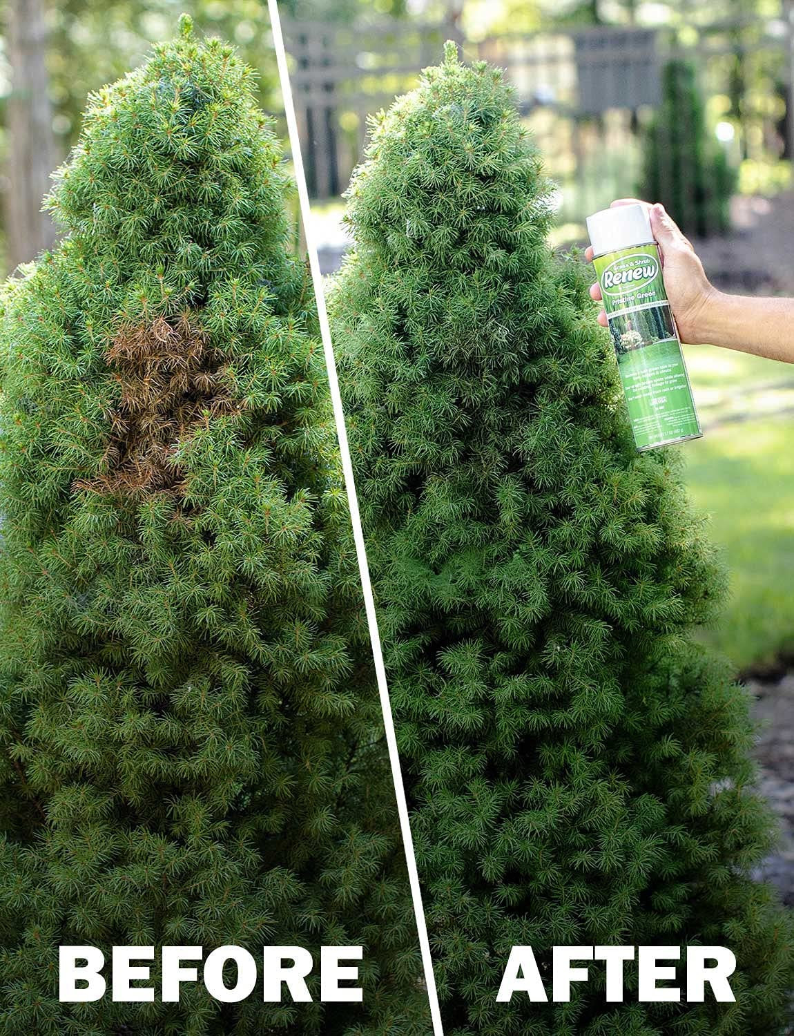 20-602 Grass and Shrub Renew, Pristine Green