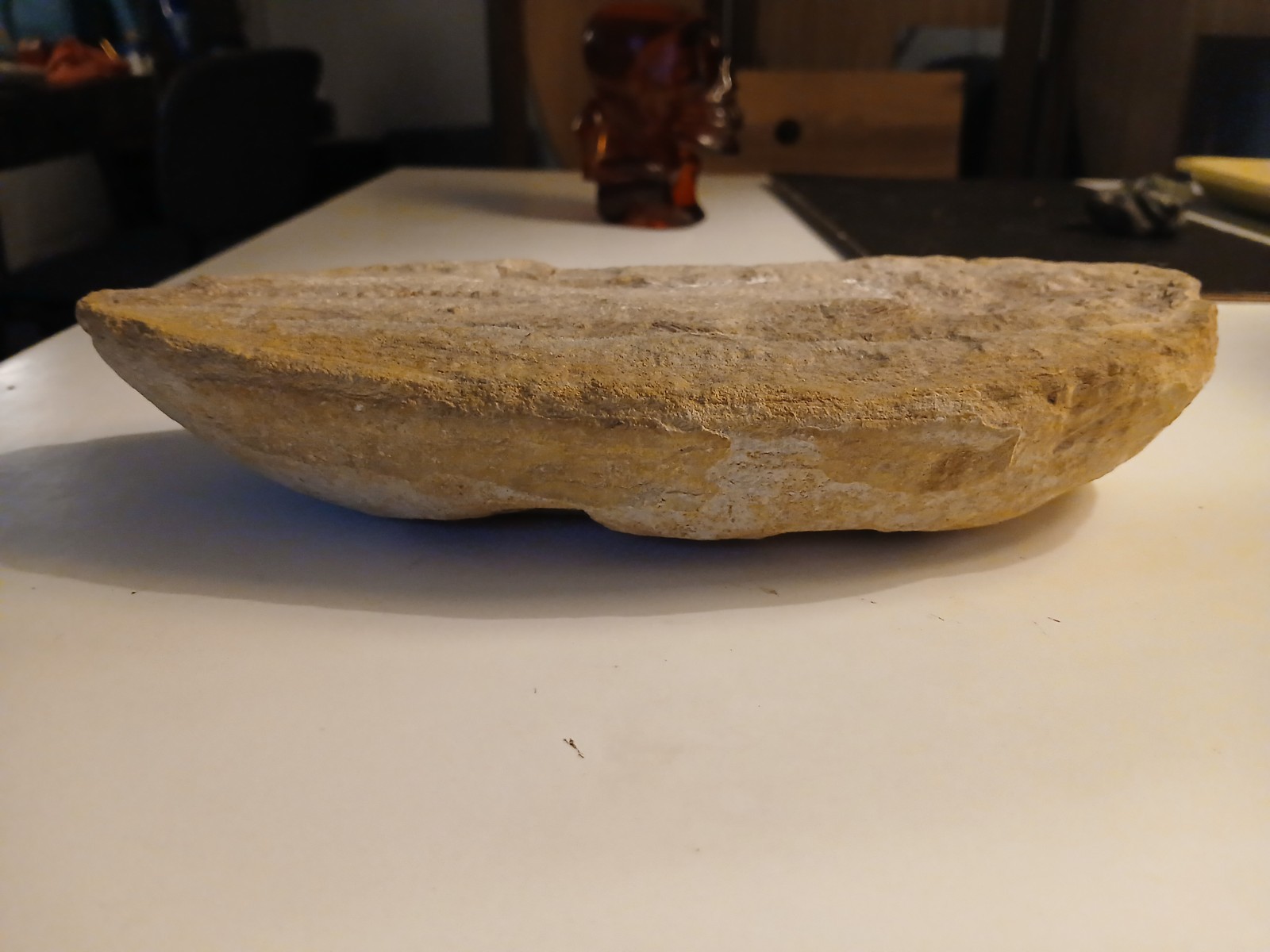 Rhacolepis buccalis, a type of extinct ray-finned fish. 110 Million Y/o Fossil