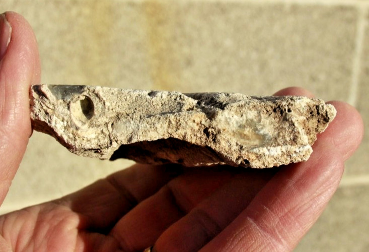 Polished Tampa Bay Fossil Coral Half • 3.0" Wide/4.3 oz.