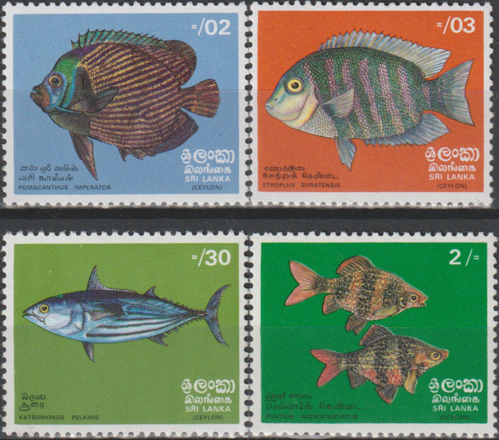 Sri Lanka Defins Fish 1972 MNH-12 Euro