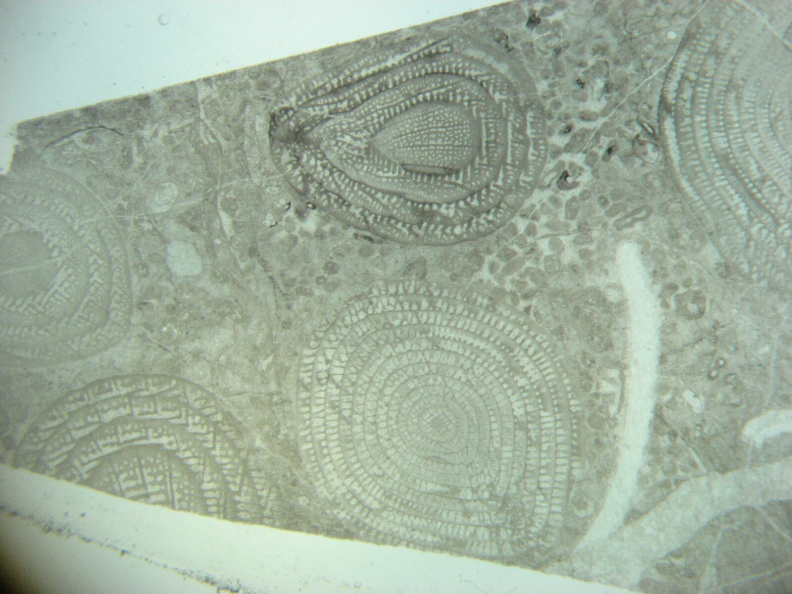 Geological Formation 25 Thin Section Slides Precambrian to Miocene Fossils Rocks