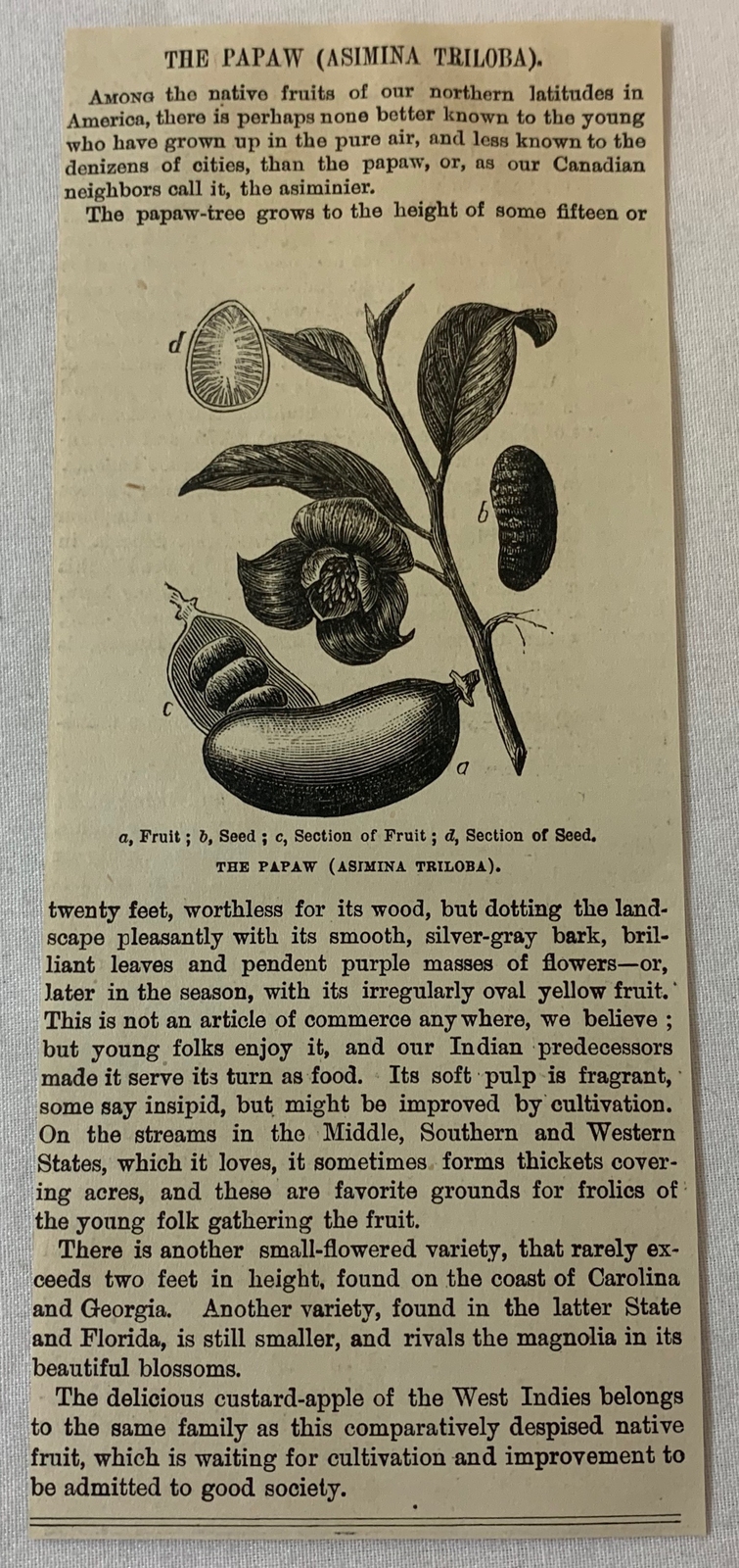 1880 magazine article with engraving ~ THE PAPAW Asimina triloba