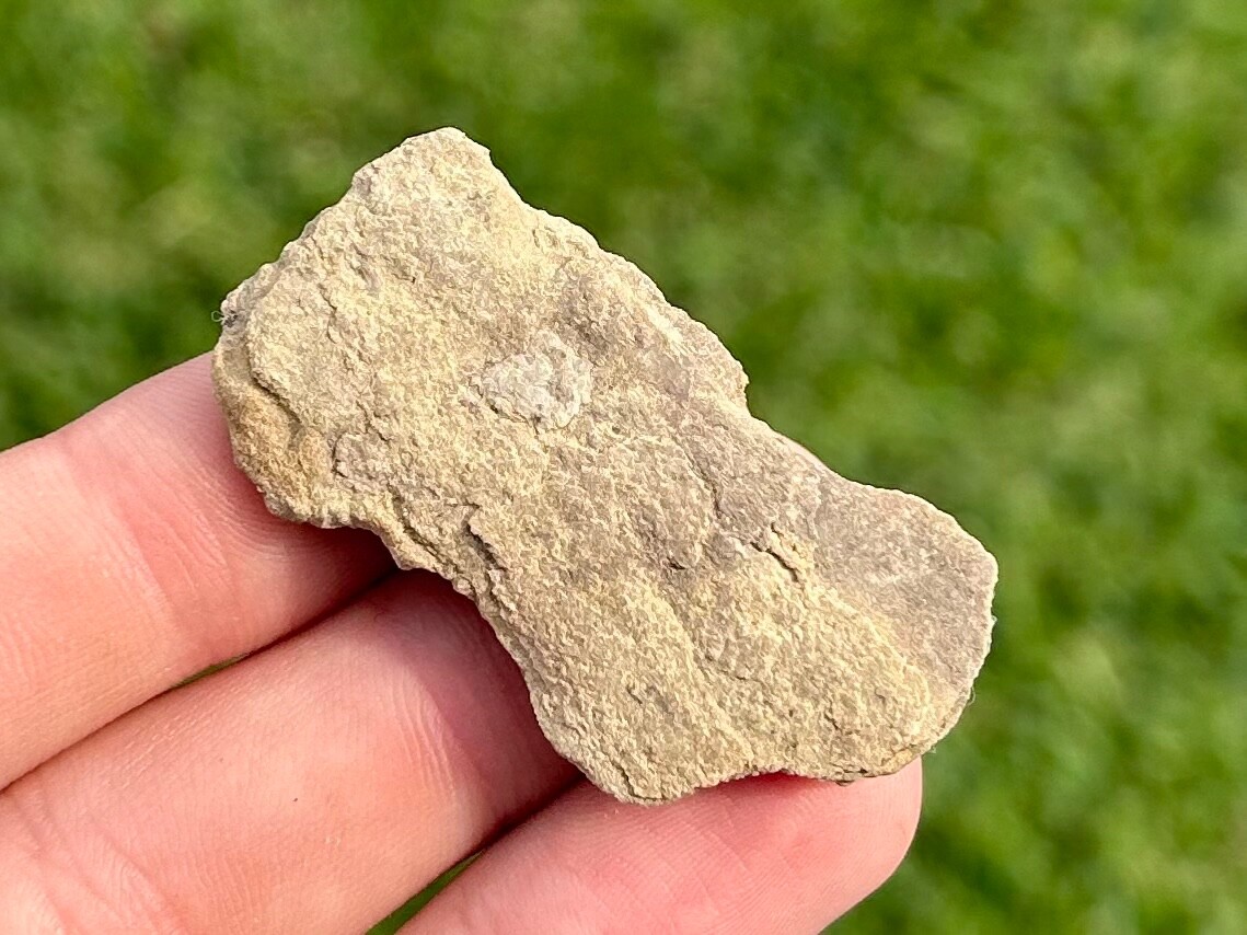 Alabama Fossil Starfish Cast Mississippian Trilobite Age Bangor Limestone Fm