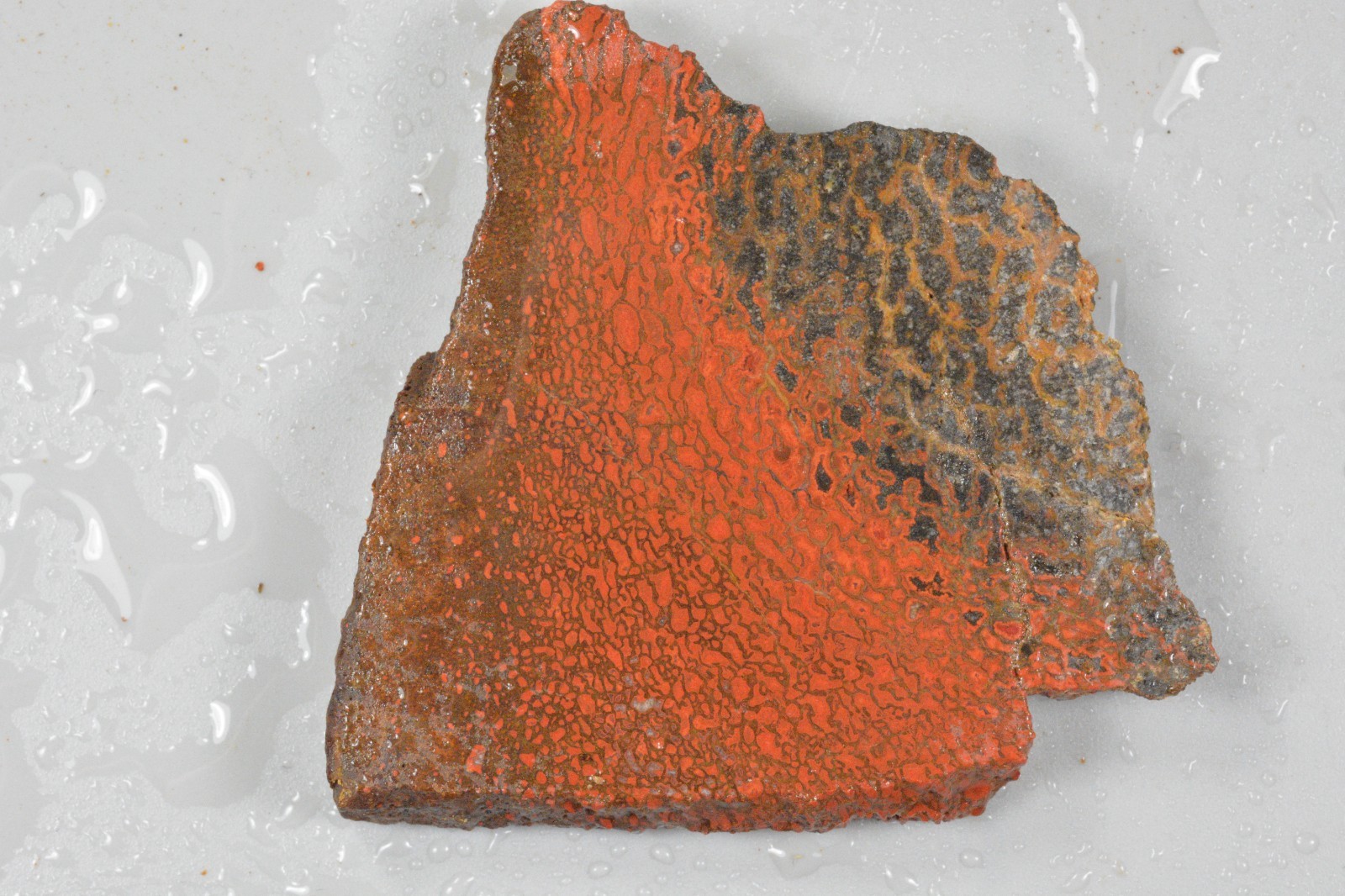 Orange Agatized Dinosaur Bone, New Mexico, 55 grams