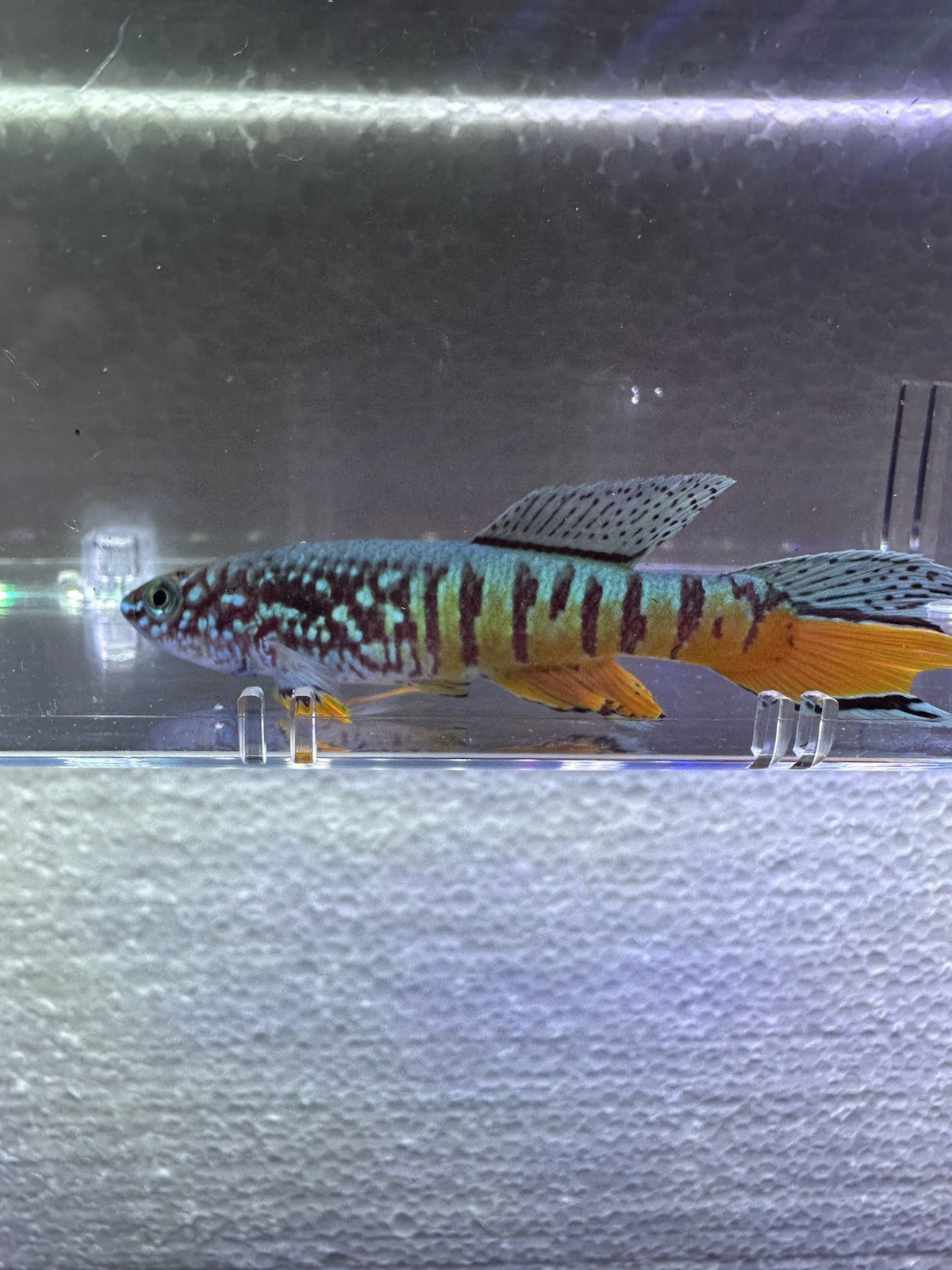 Fundulopanchax sjoestedti DWARF RED Gularis 1 Male USA BRED & RAISED Killifish