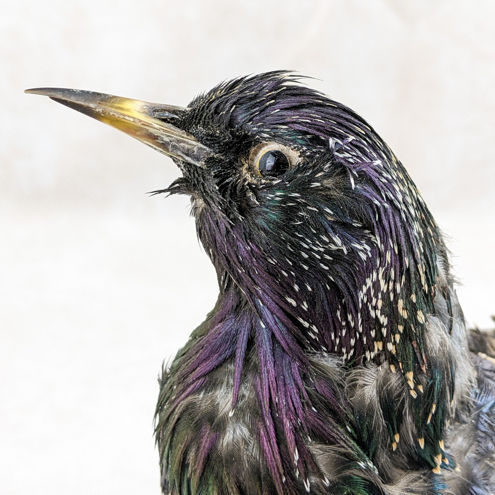 Starling Bird Taxidermy Display specimen Oddity Curiosity Décor collectible gift