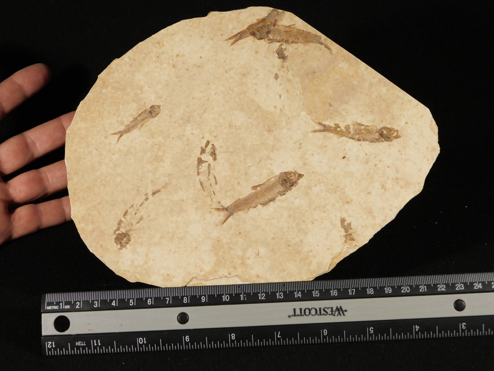 Rock AQUARIUM SEVEN! 50 Million Year Old Knightia FISH Fossils Wyoming 359gr