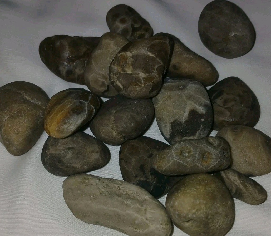 Bulk Petoskey Stones 1lb Whole Unpolished Michigan Great Lakes Fossil Coral