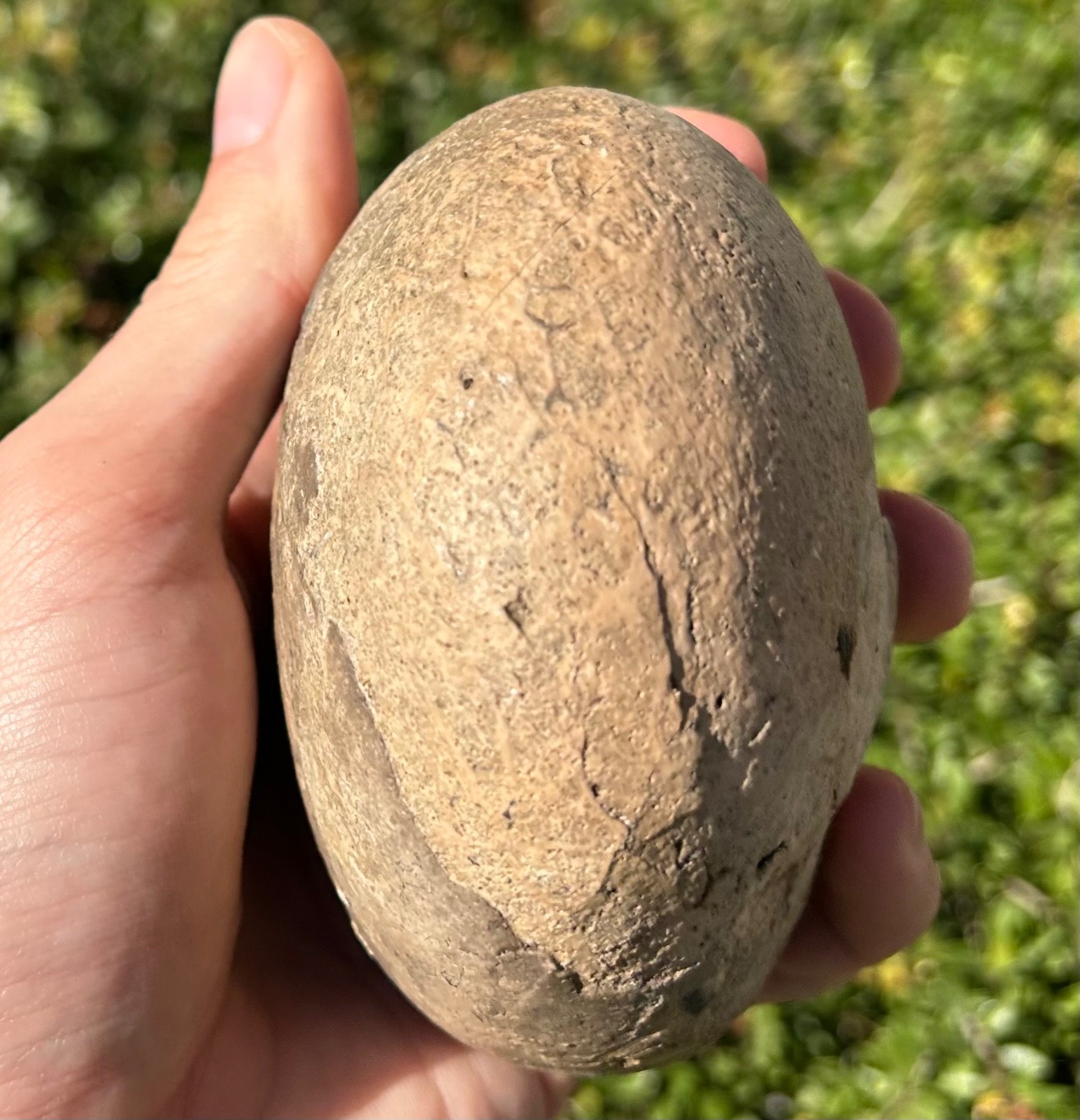 Indonesia Fossil Ammonite Permian Age Timor HUGE