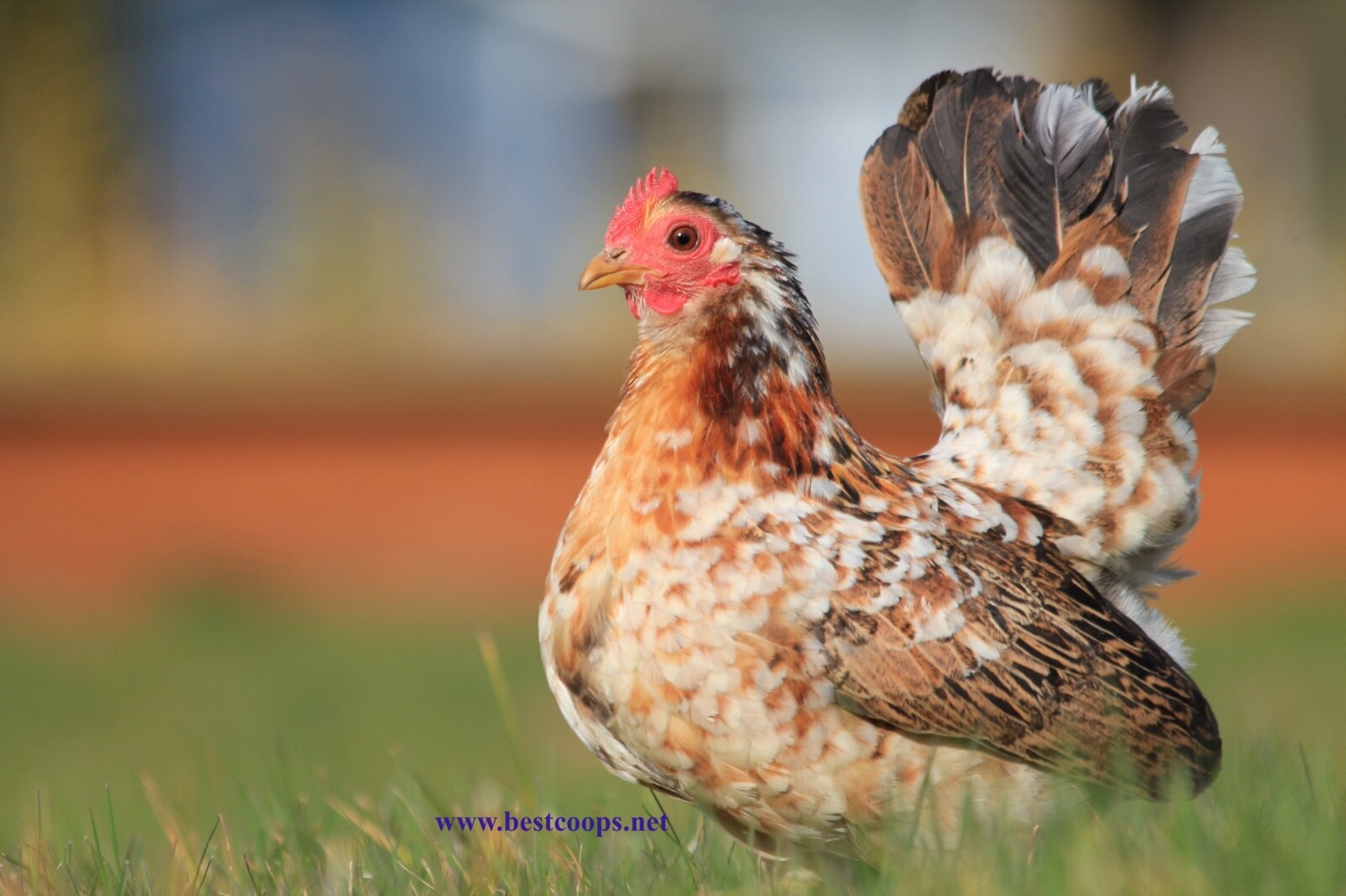 12+ Fertile Show Quality Serama Chicken Hatching Eggs