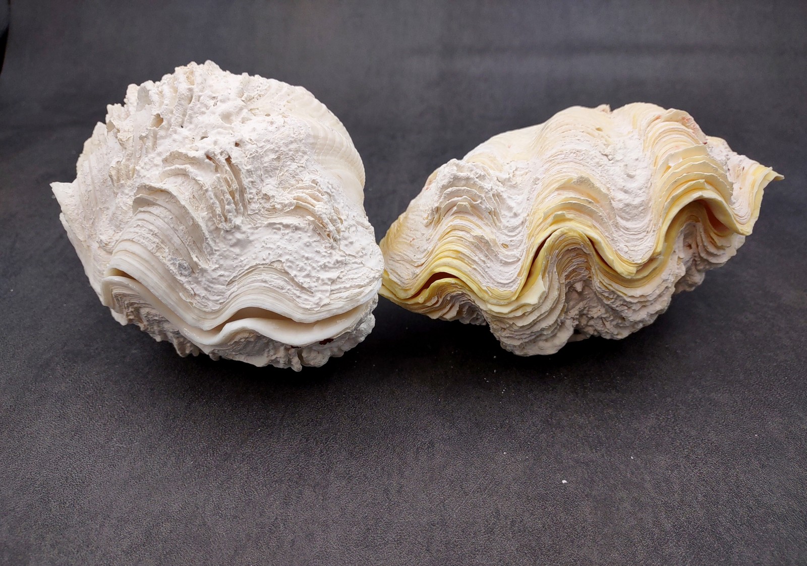 Derasa Clam Seashell White Tridacna Derasa (1 shell approx. 5+ inches)