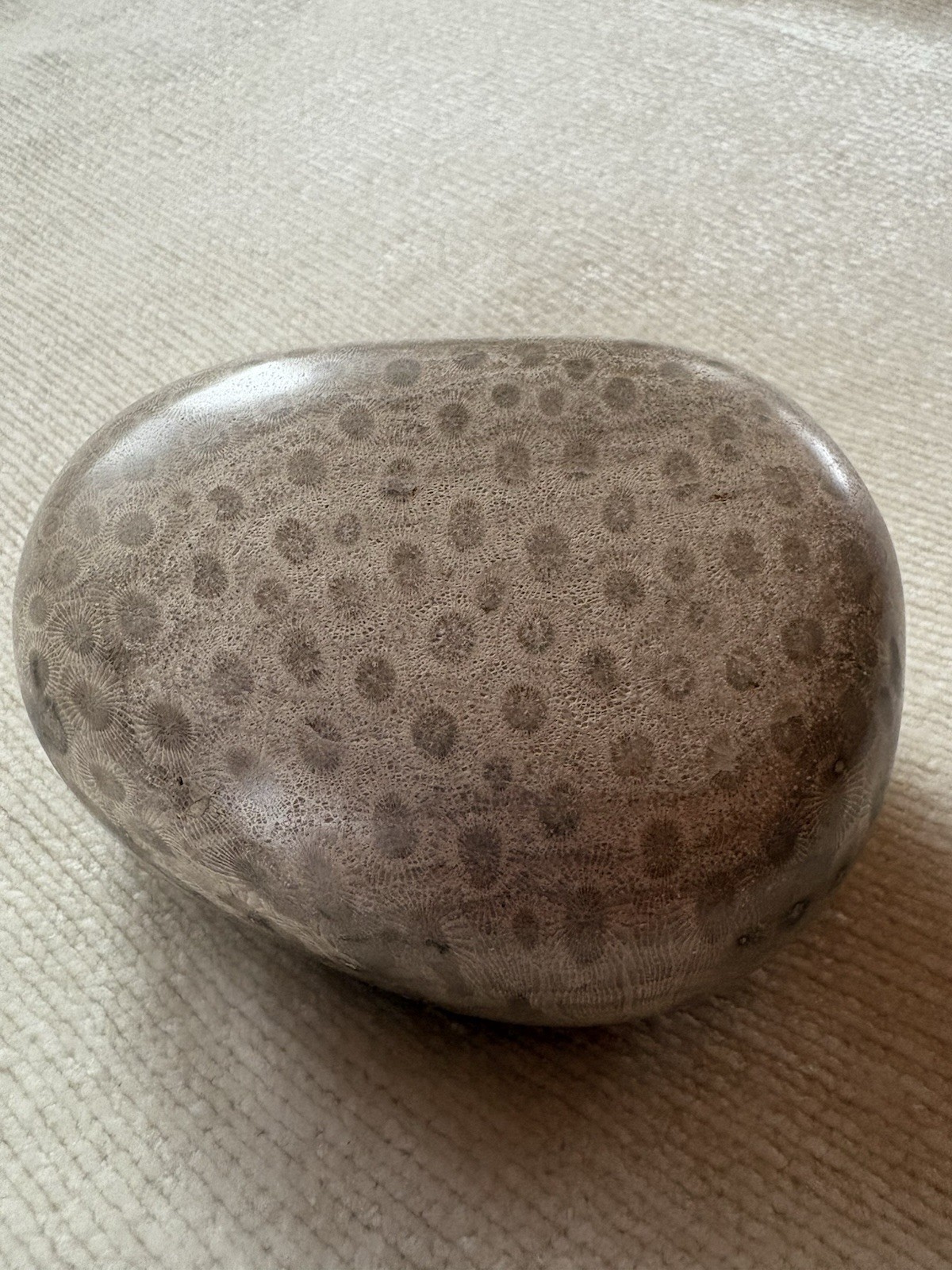 Polished Petoskey Stone
