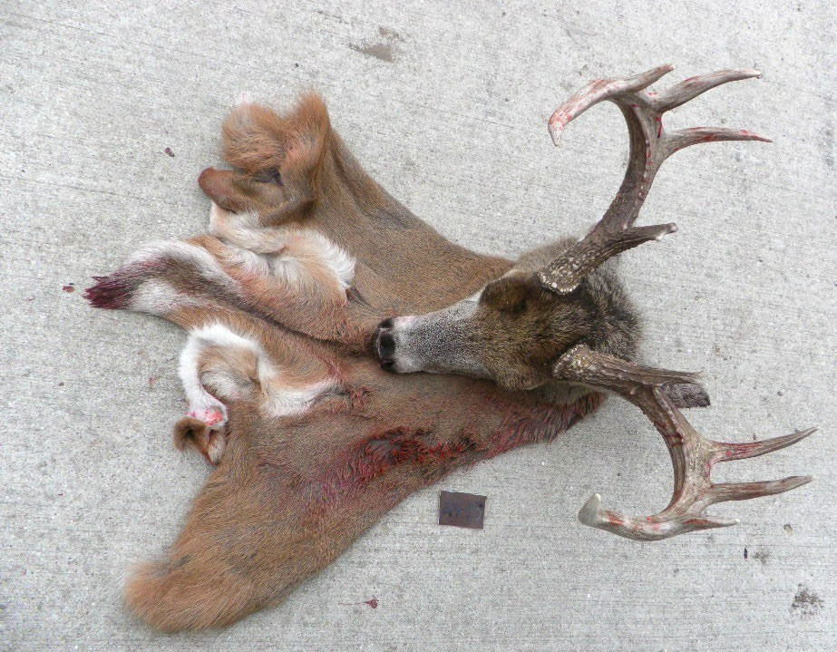 23 to 24" nov  red short seam whitetail Deer Cape  Taxidermy mount  antlers