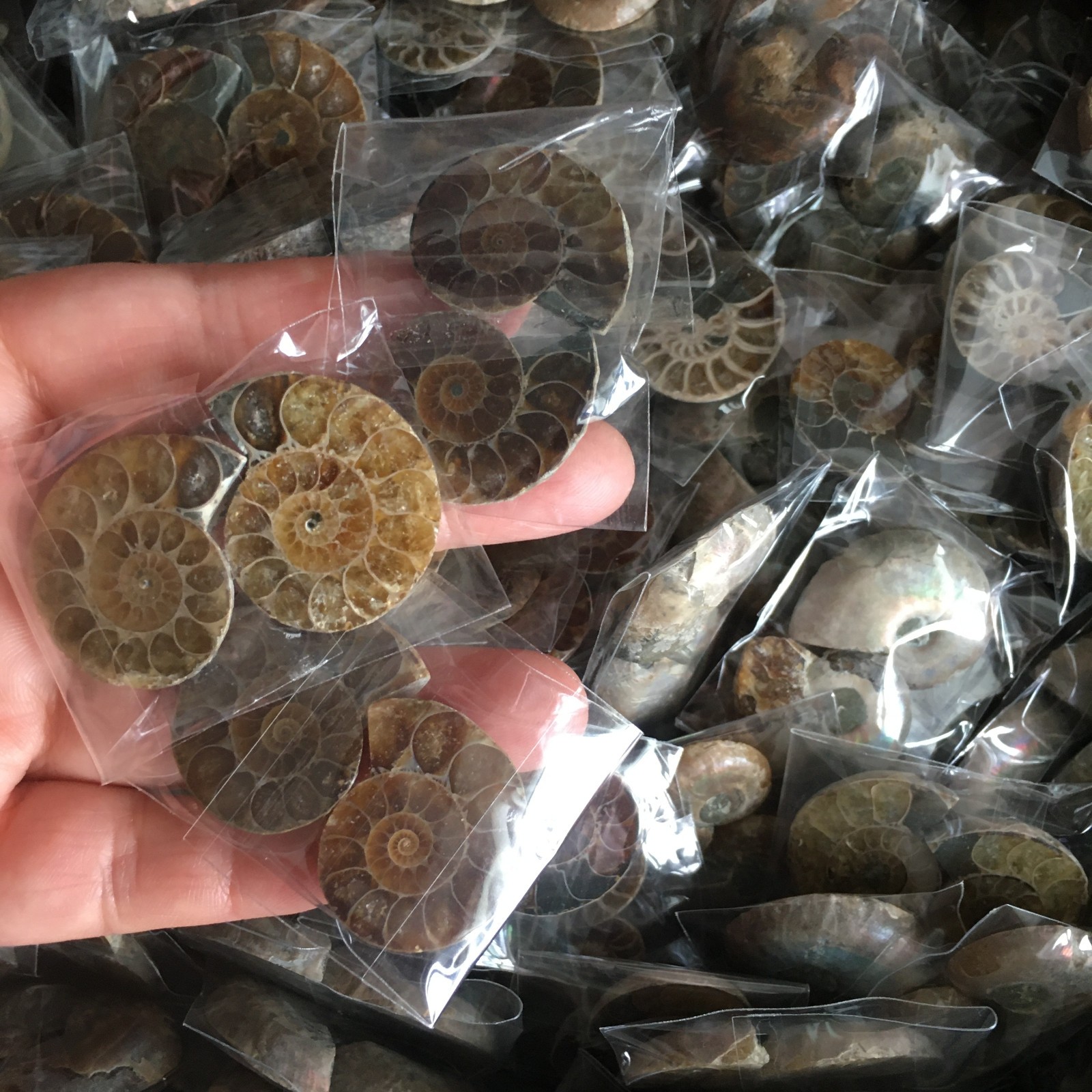 100 pair of Split Ammonite Specimen Shell Healing Madagascar 01