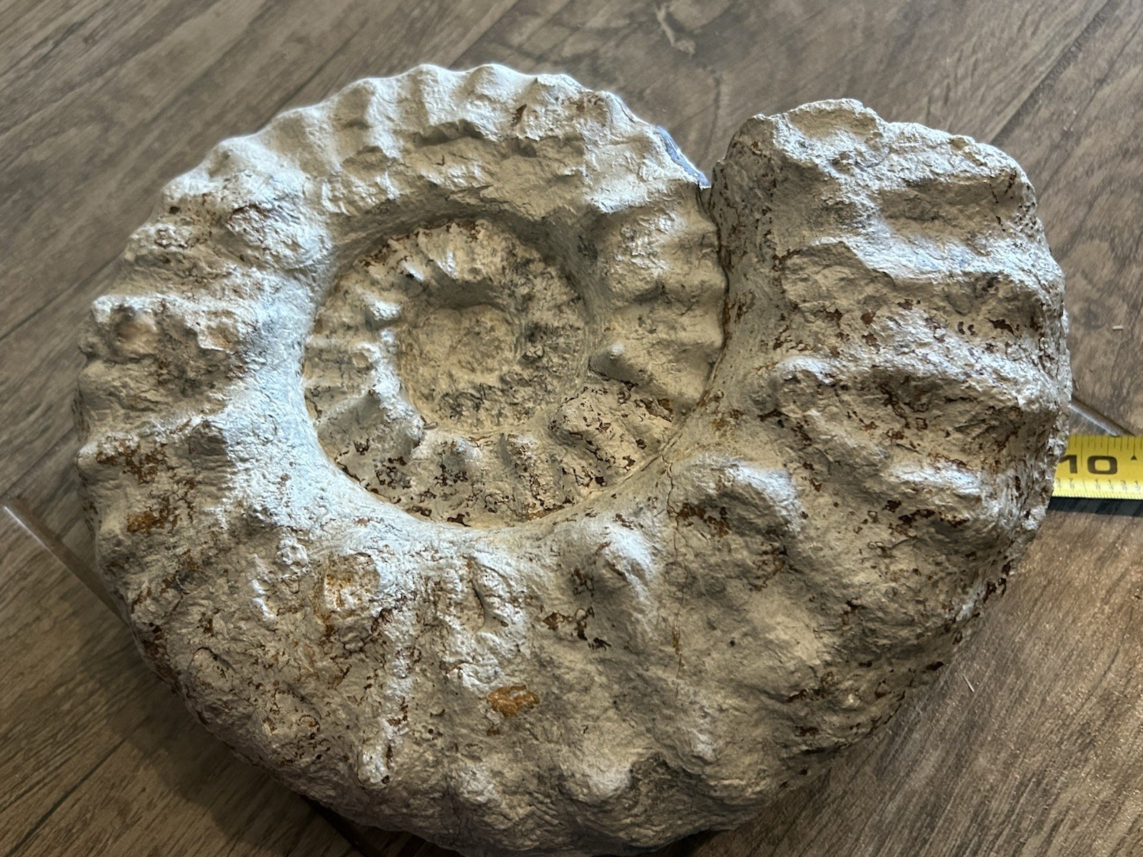 NICE 9.5” Dinosaur Age Mortoniceras Sp. Texas Fossil Ammonite! Both Sides Great!