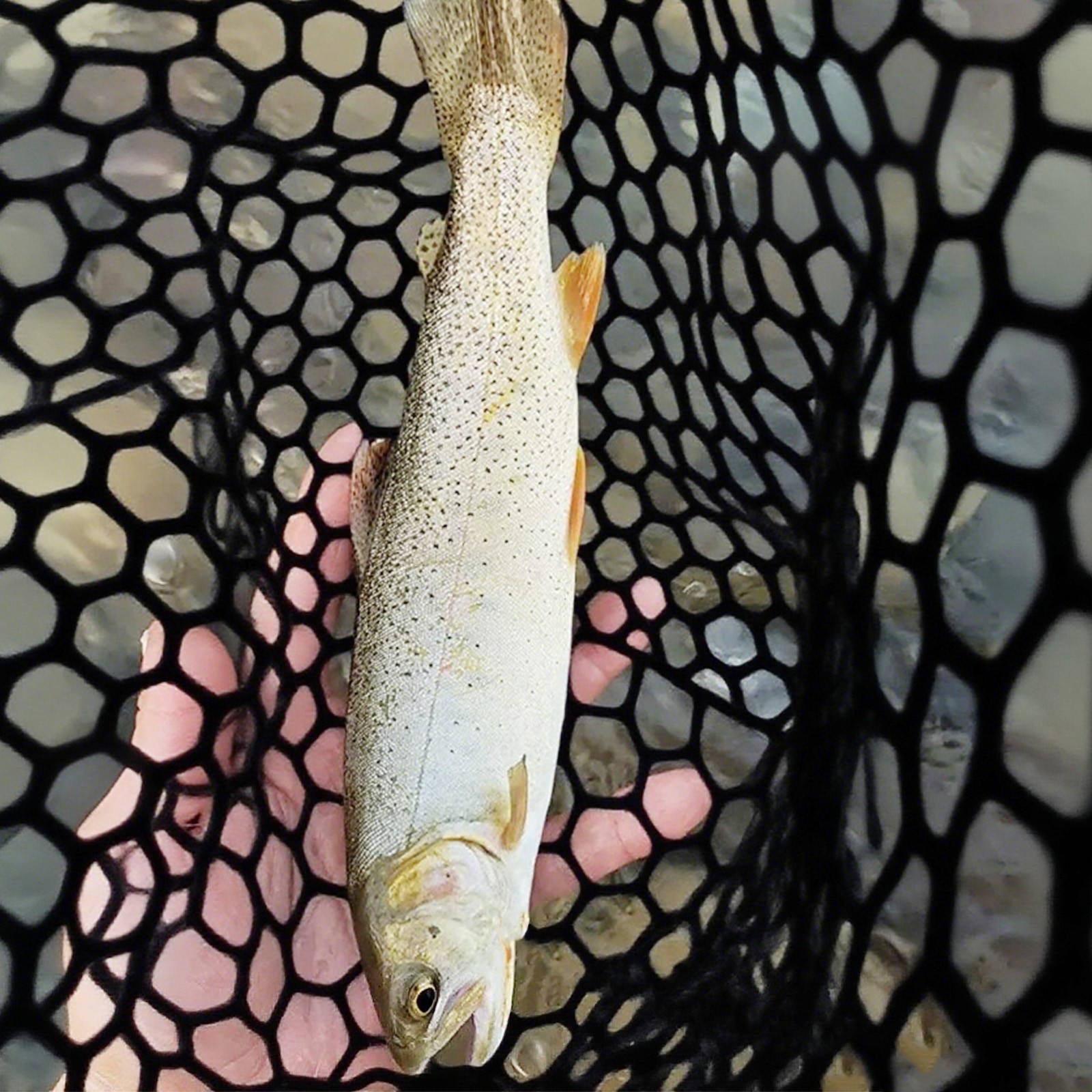 Folding Fly Fishing Landing Net Rubber Safe Catch Release Silicone Fish Nets