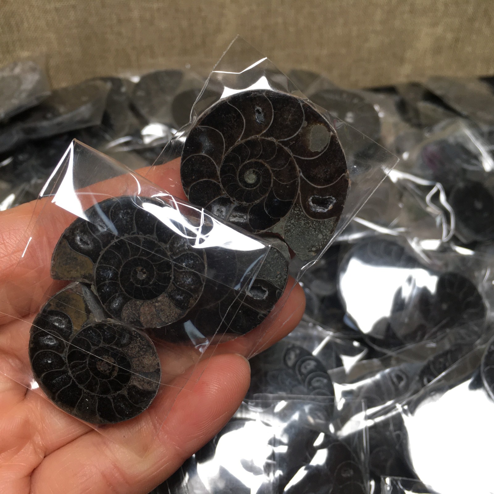 10 Pairs of Split black Ammonite Specimen Shell Healing
