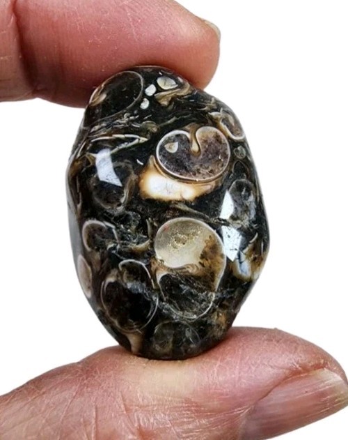 Turritella Agate Fossil Polished Stone Wyoming 23.9 grams.