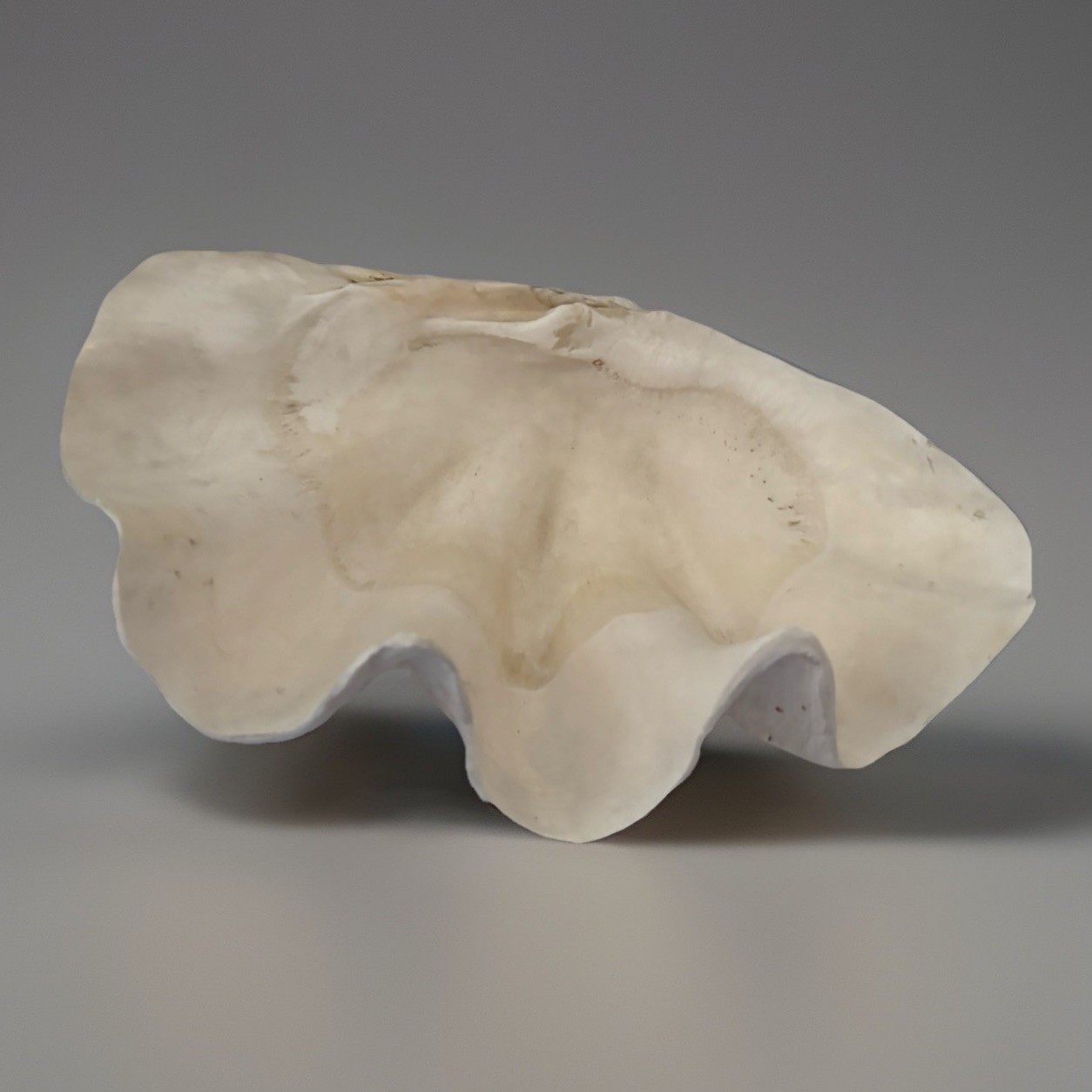 Very Rare 17” Giant Clam Shell Tridacna Gigas 17x 12x 7