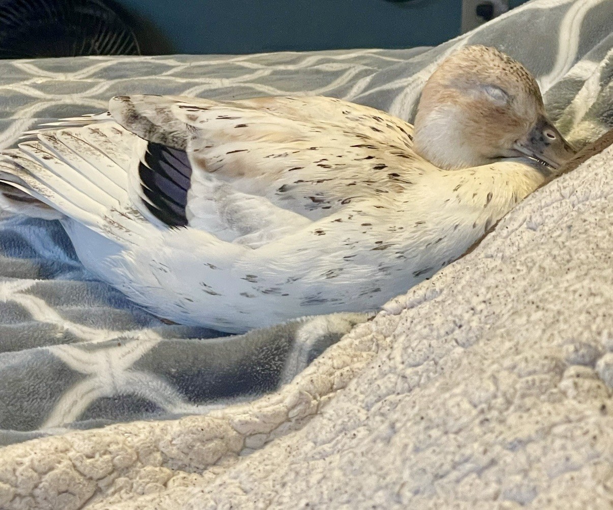 Snowy Call Duck Hatching Eggs- Qty 6 Pet Quality Fertile Call Duck Eggs