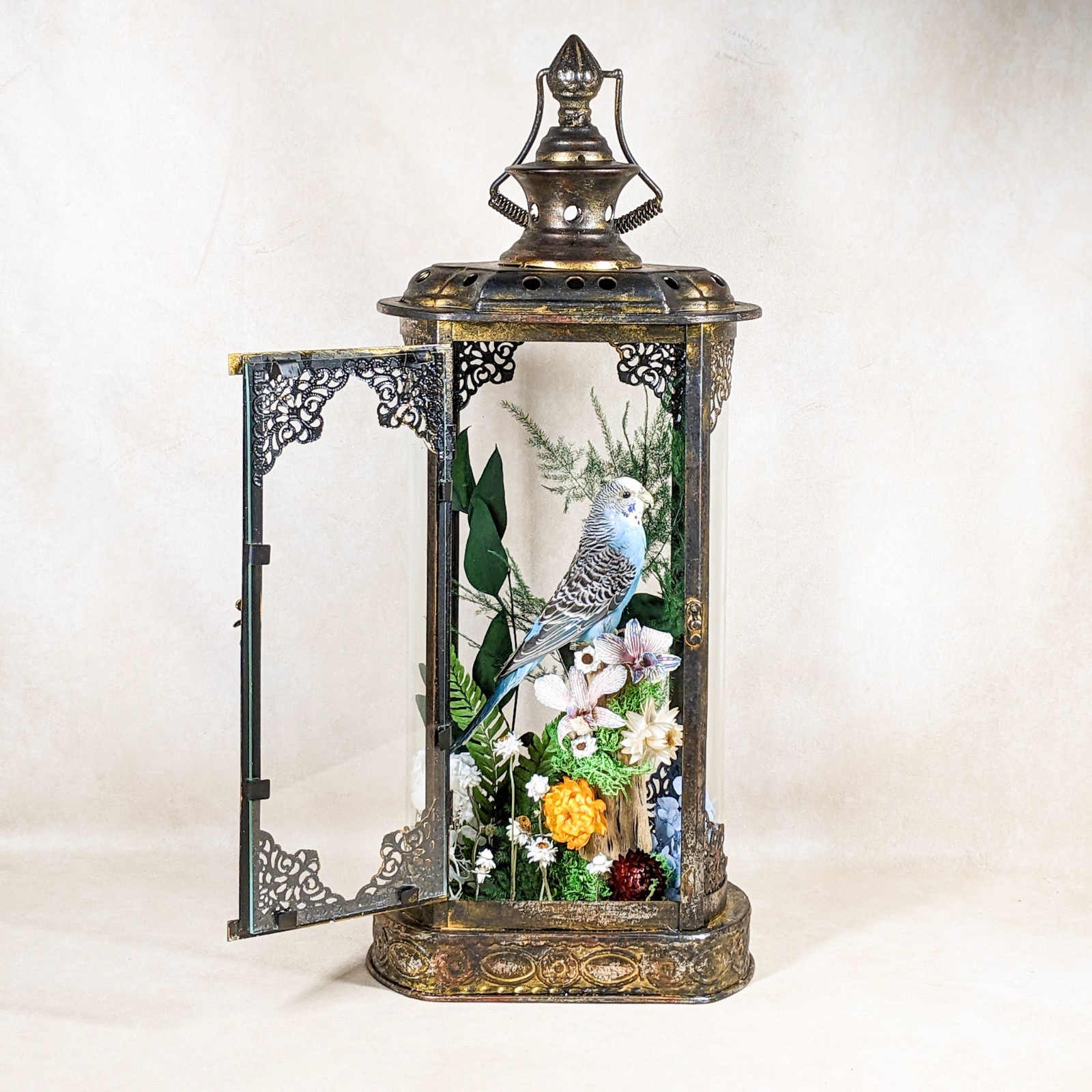 Parakeet Taxidermy Oddities Curiosities Antique Style Display Collectible