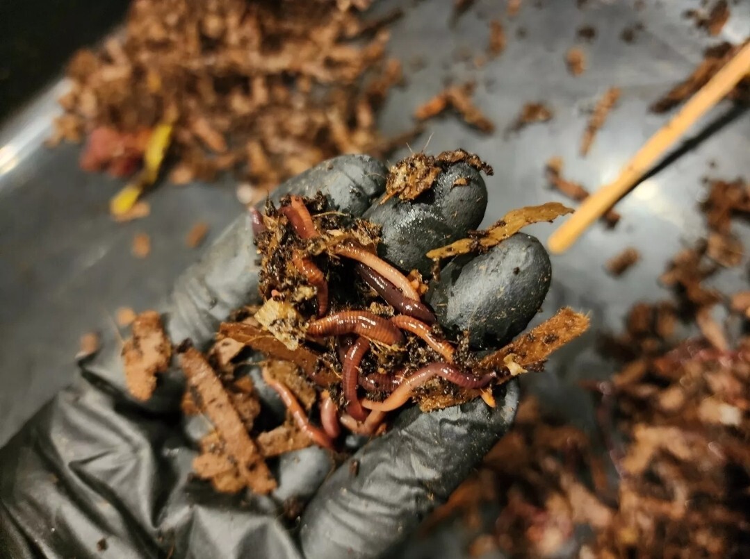 1 Lbs PURE RED WIGGLER Compost Worm /FREE SHPG/Weather Determines SHPG