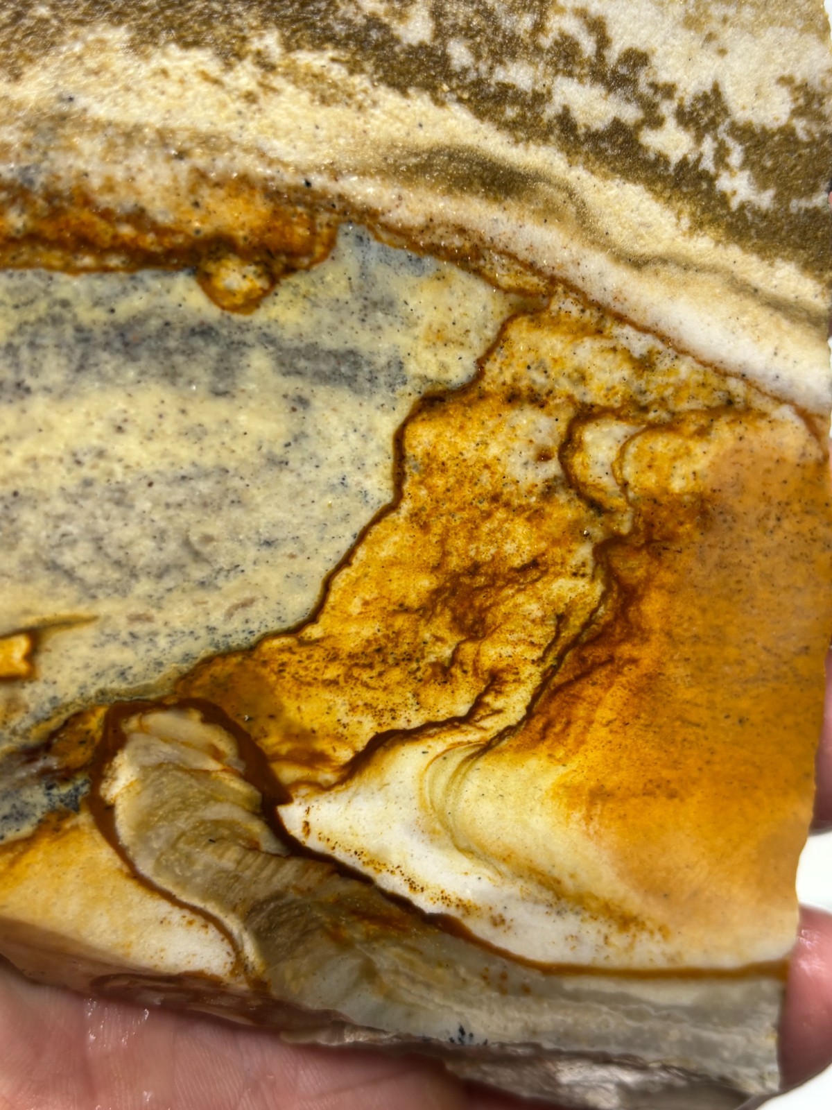 Disaster Peak Picture Jasper Slab Cabbing Lapidary Collecting Combo Ship Avail