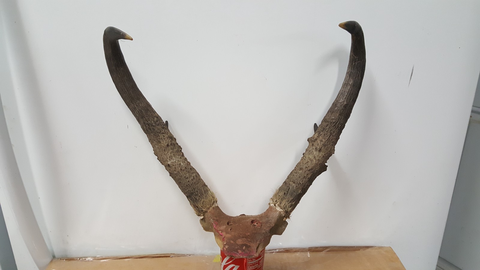 IVORY TIPPED 15+" TALL PRONGHORN ANTELOPE HORNS antlers mule whitetail elk deer